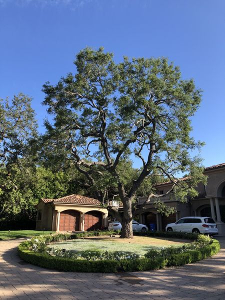 Tree — About Our Company in Thousand Oaks, CA