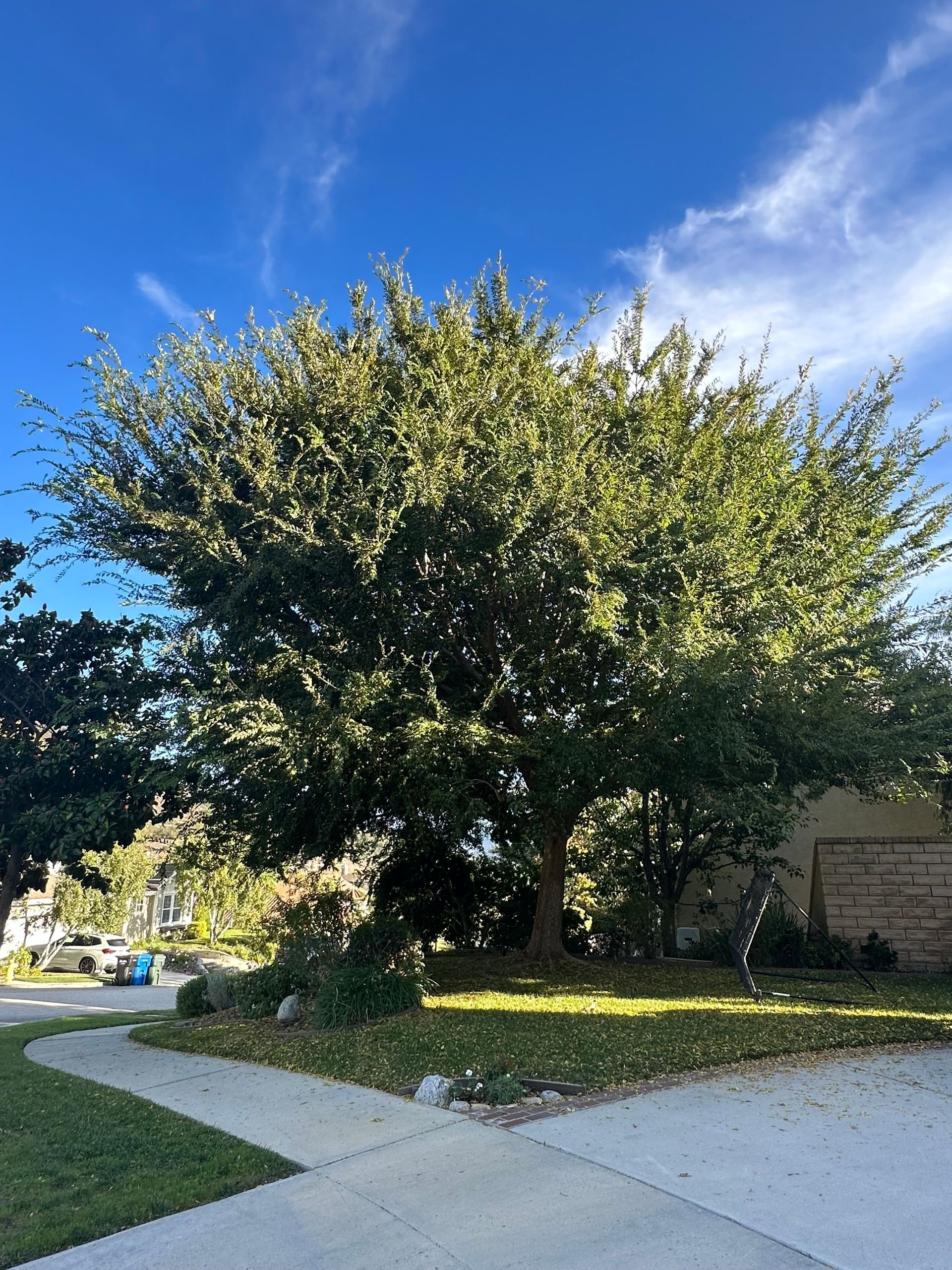 A tree along the walk path — Conejo Valley Tree Service — Thousand Oaks, CA