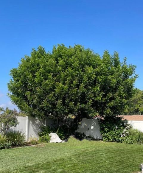 Large Tree - Thousand Oaks, CA - Conejo Valley Tree Service