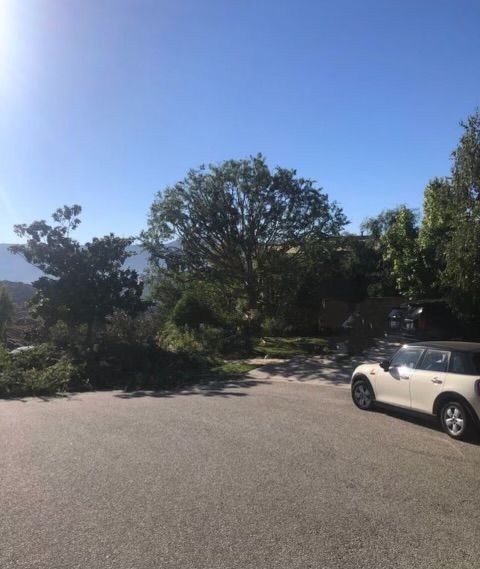 Large Tree - Thousand Oaks, CA - Conejo Valley Tree Service