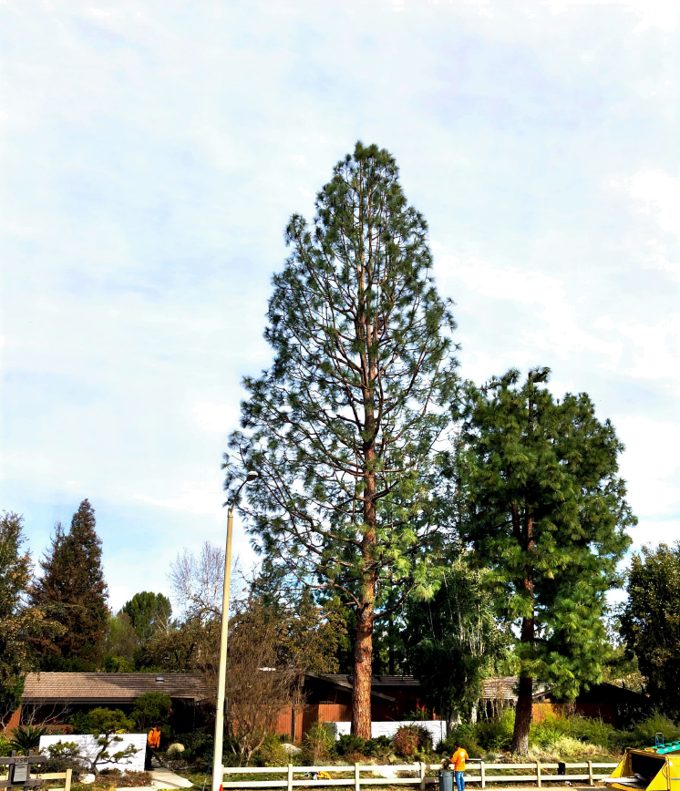 Palm Tree — About Our Company in Thousand Oaks, CA