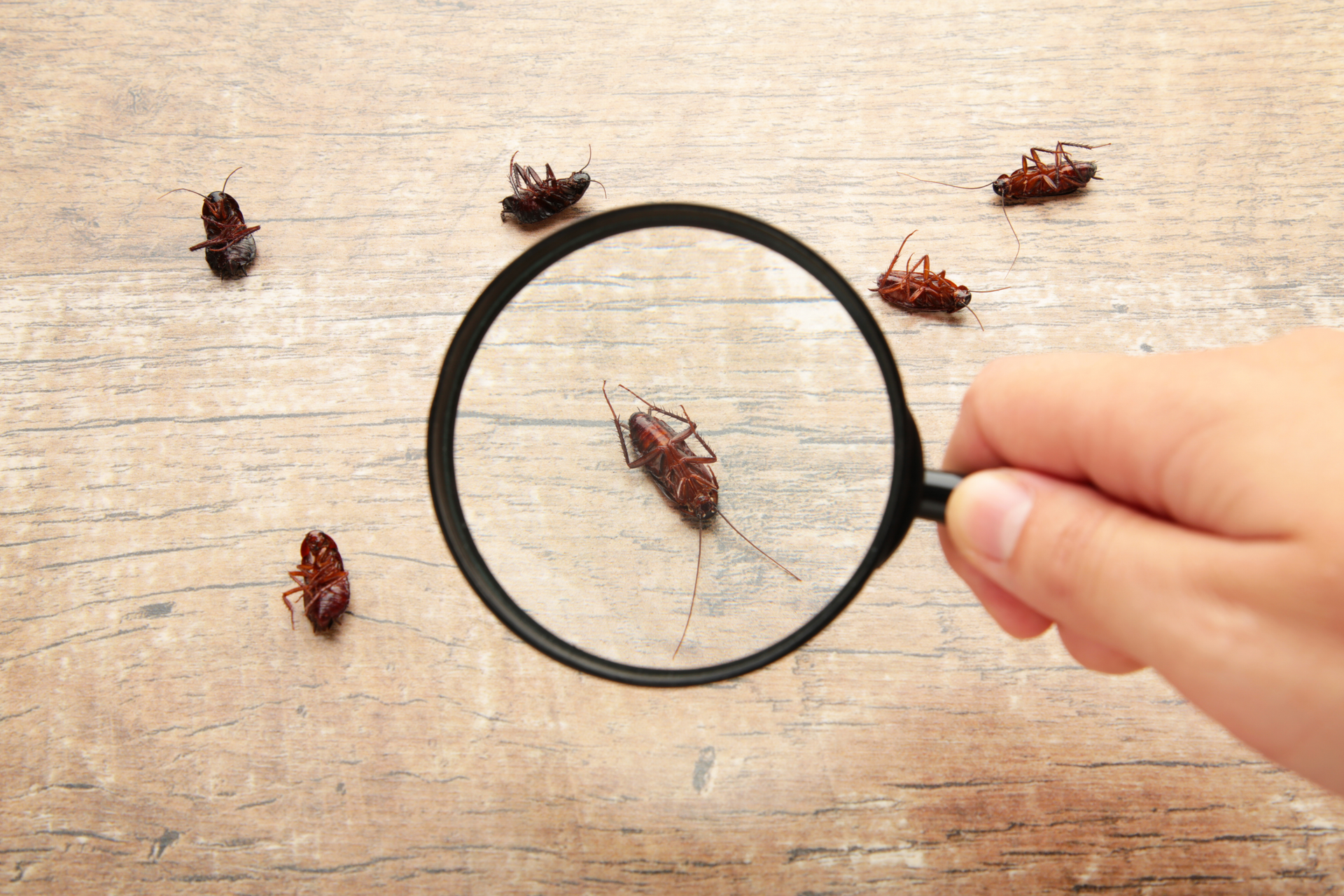 Pest Control Inspections