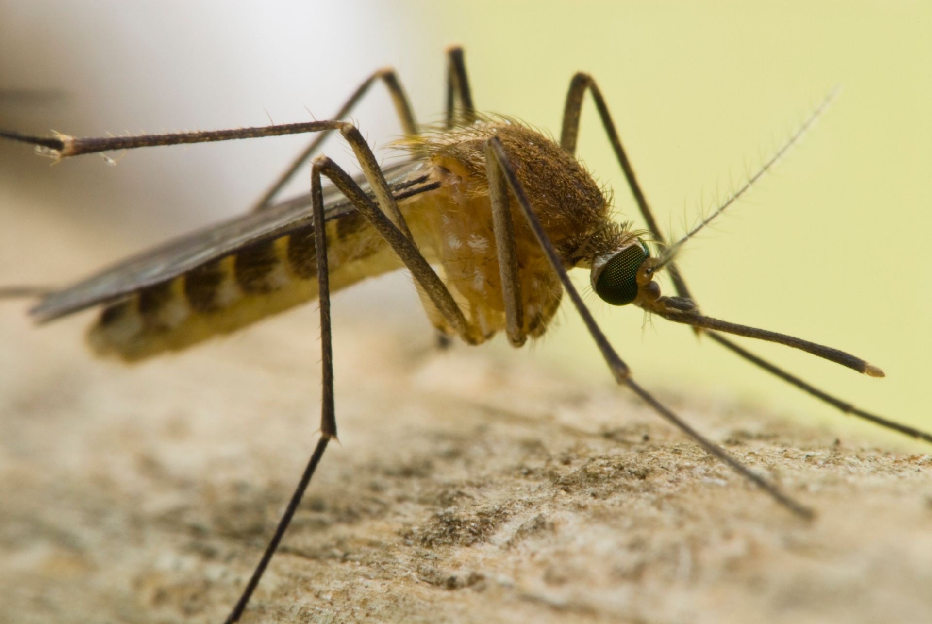Mosquitoes - Senoia, GA - Home Source Pest Control