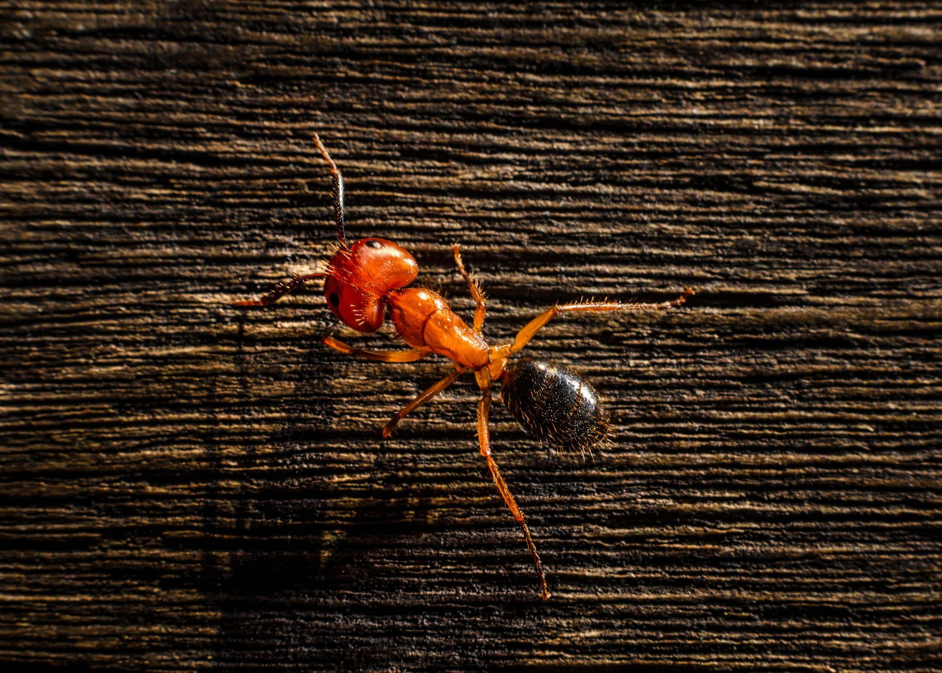 Fire Ant - Senoia, GA - Home Source Pest Control