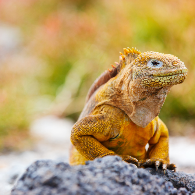 Cancelación gratuita