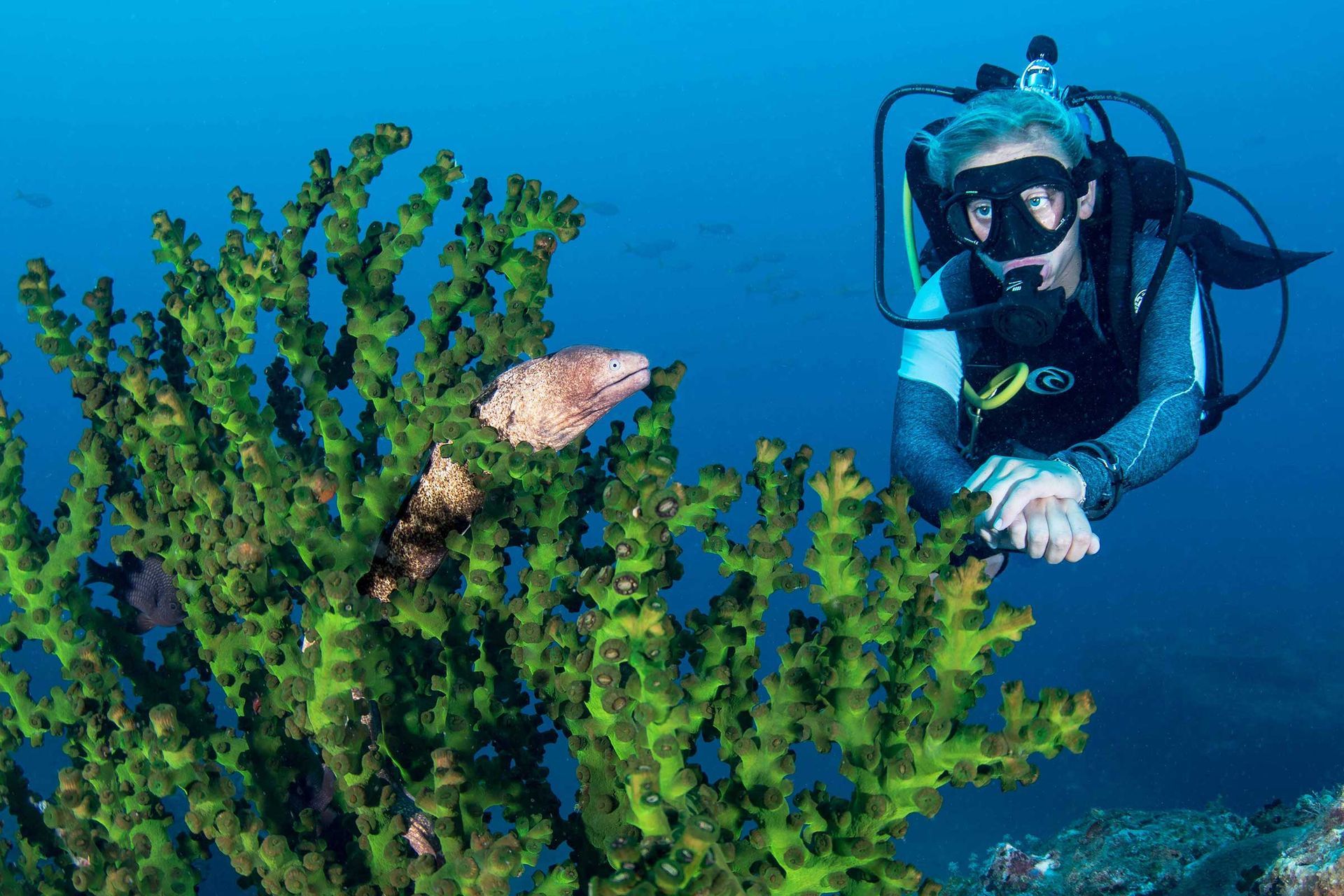 A Myriad of Marine Life