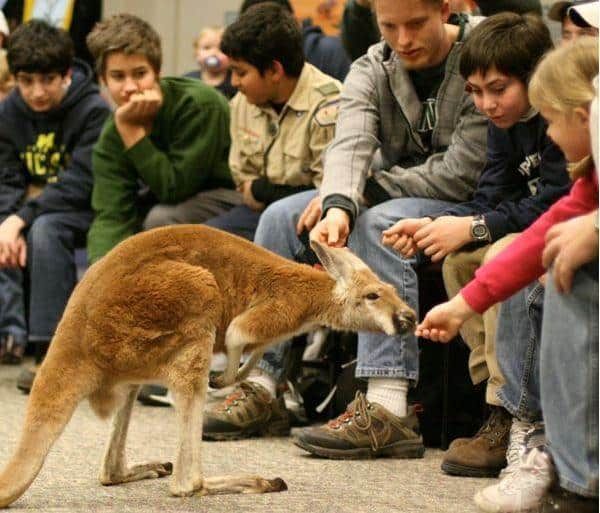 A kangaroo is being fed by a group of people