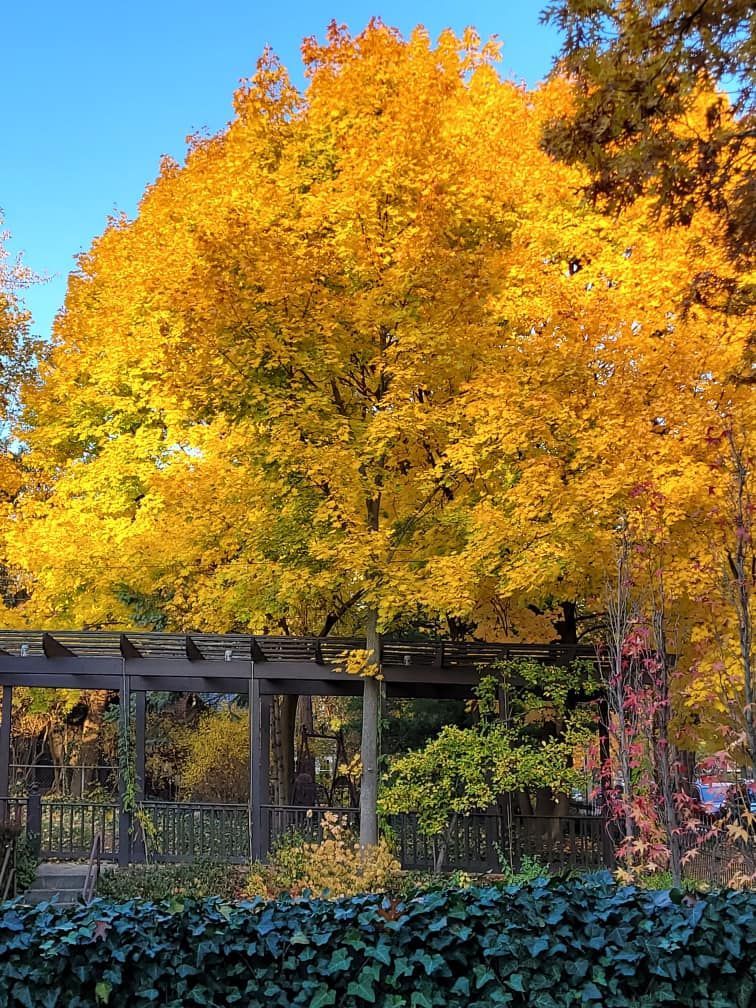 A tree with yellow leaves is surrounded by a pergola