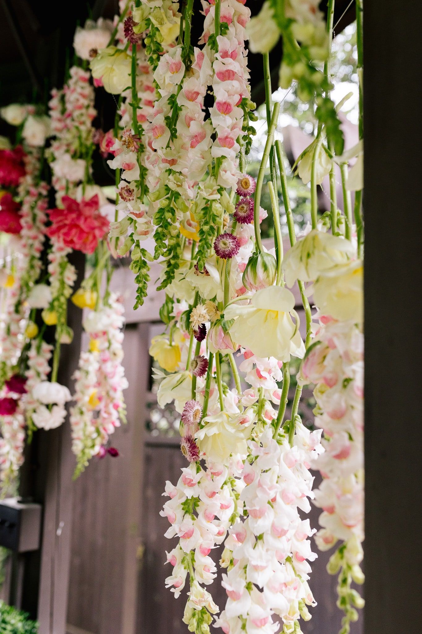 A bunch of flowers are hanging from the ceiling