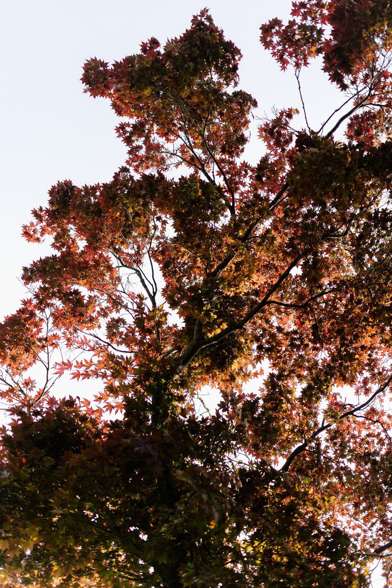 A tree with red leaves against a white sky
