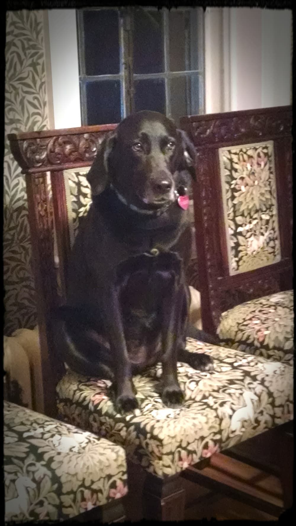 Black dog sits on ornate chair, indoors. Dog is looking forward with tongue slightly out.