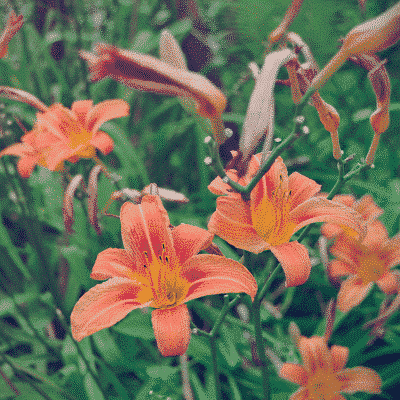 A bunch of orange flowers are growing in the grass.