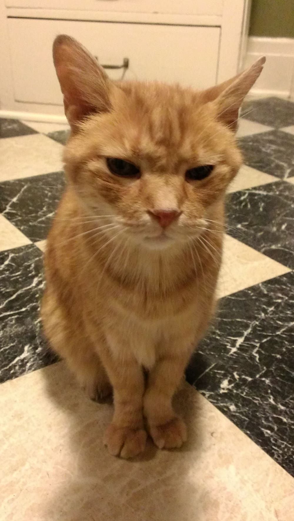 Orange tabby cat sitting on checkered floor, looking unimpressed.