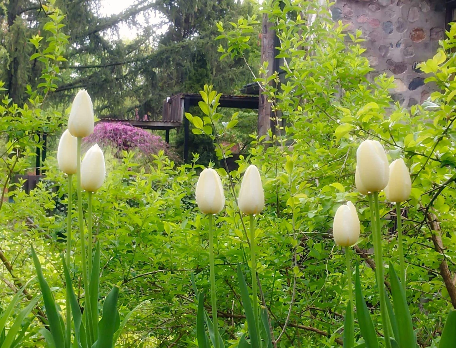 A bunch of white tulips are growing in a garden