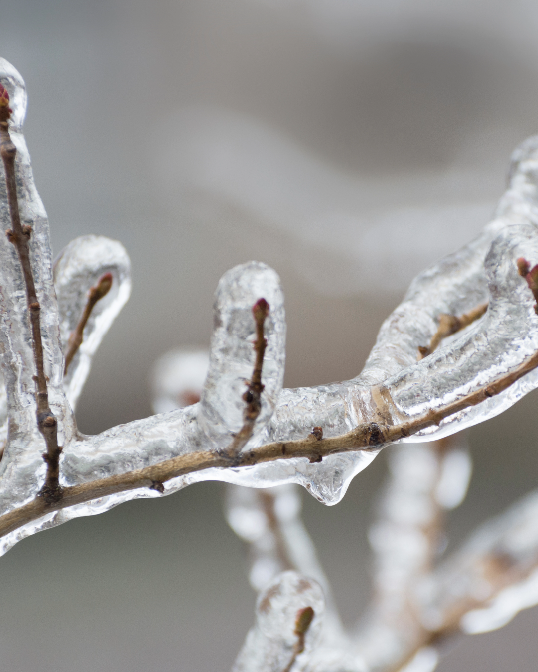 Ice-covered tree branches, close-up. Clear ice encases brown twigs against a blurred, gray background.
