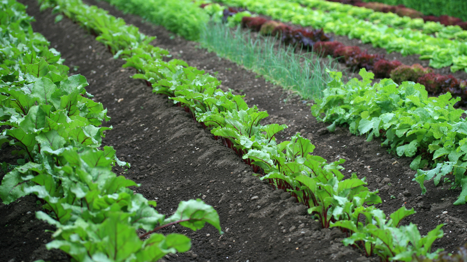 Rows of various leafy green vegetables growing in a garden bed.