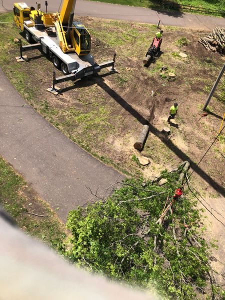 An aerial view of a crane cutting a tree in a park