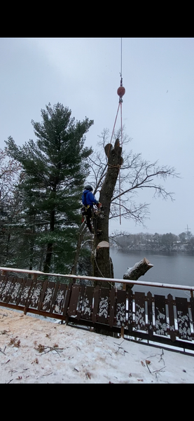A man is cutting down a tree with a crane.