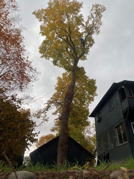 A tree with yellow leaves is in front of a house