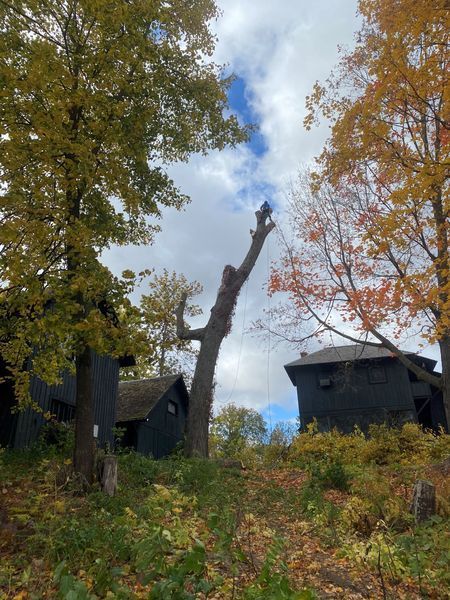 A tree is being cut down in front of a house.
