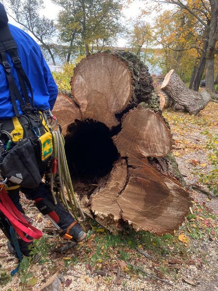A person is standing next to a large tree stump with a hole in it.