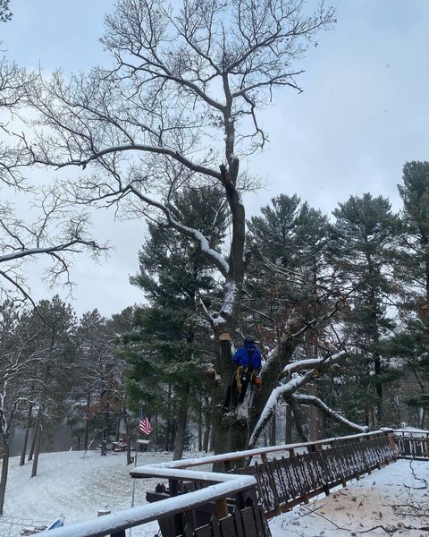 A man is climbing a tree in a snowy forest.