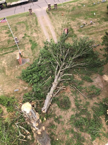 An aerial view of a tree that has been cut down in a field.