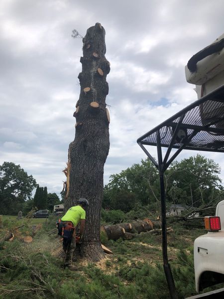 A man is cutting down a large tree with a chainsaw.