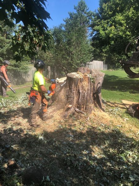 A man is cutting a tree stump with a chainsaw.