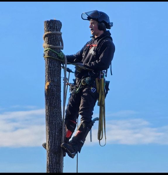 A man wearing a helmet is climbing a tree