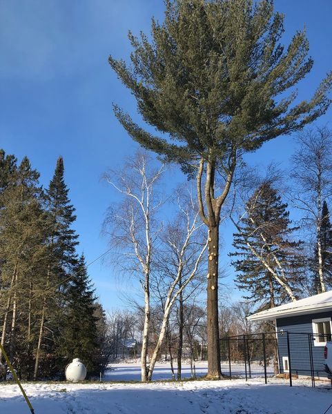 A snowy yard with trees and a house in the background