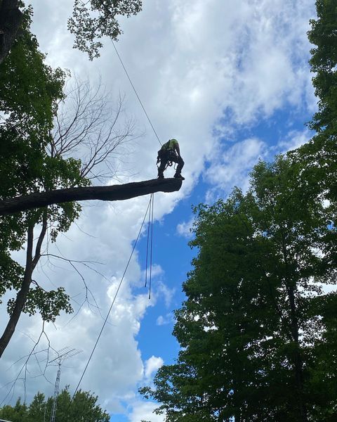 A person is standing on a tree branch with a blue sky in the background
