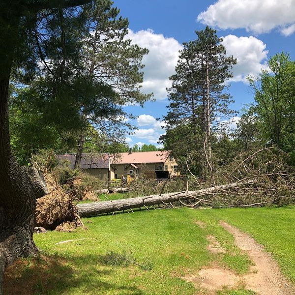 A fallen tree in a field with a house in the background.
