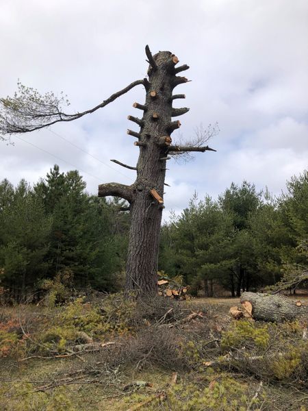 A large tree stump in the middle of a forest.