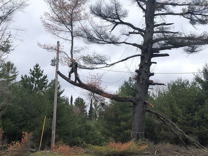 A man is standing on a tree branch in the middle of a forest.