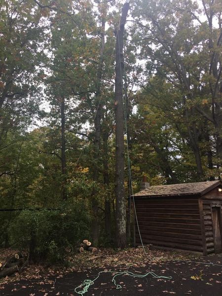 A shed in the middle of a forest with trees in the background.
