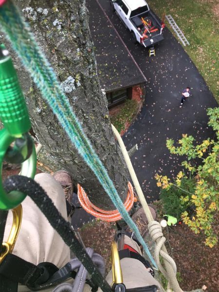 A man is climbing a tree with a truck in the background.