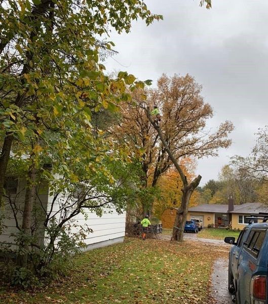 A man is cutting down a tree in front of a house.