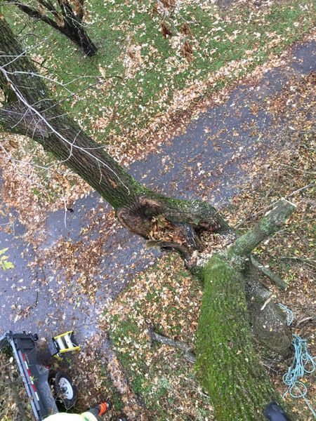 A person is cutting a tree with a chainsaw in a park.