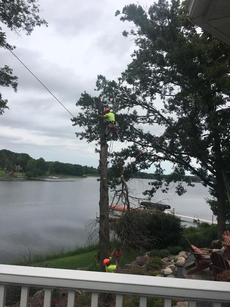 A man is climbing a tree next to a lake.