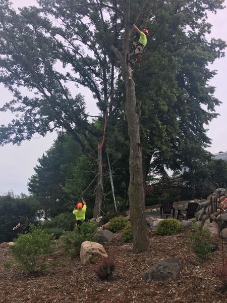 A man is climbing a tree in a park.