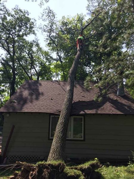 A man is climbing a tree in front of a house.