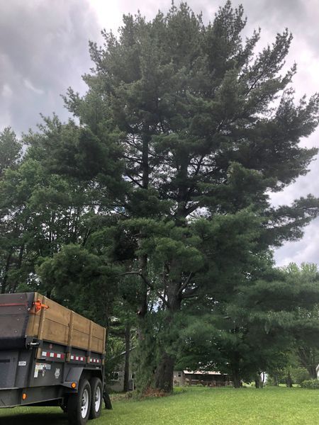A dump truck is parked in front of a large pine tree.