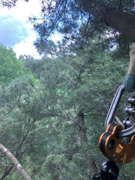 A person is riding a zip line through a forest.