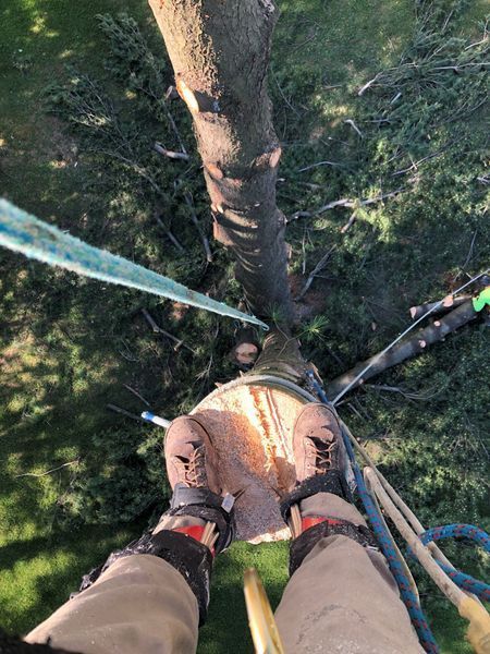 A person is climbing a tree with a rope.