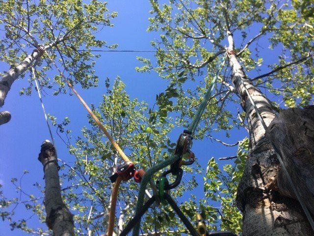 Looking up at a tree with ropes attached to it