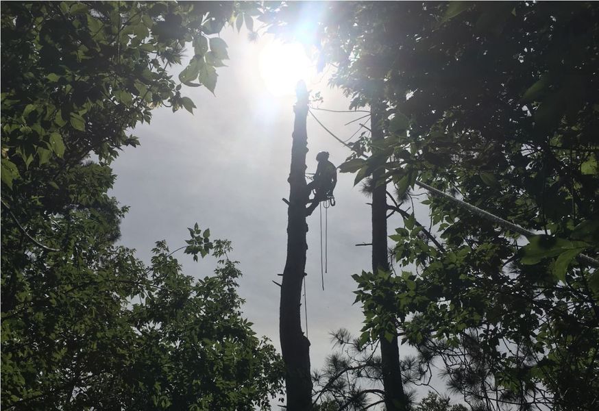 A man is climbing a tree with the sun shining through the trees
