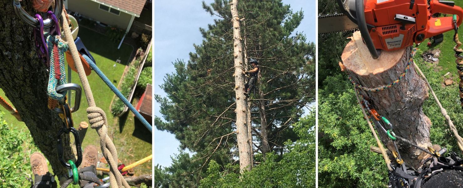 A person is cutting a tree with a chainsaw.