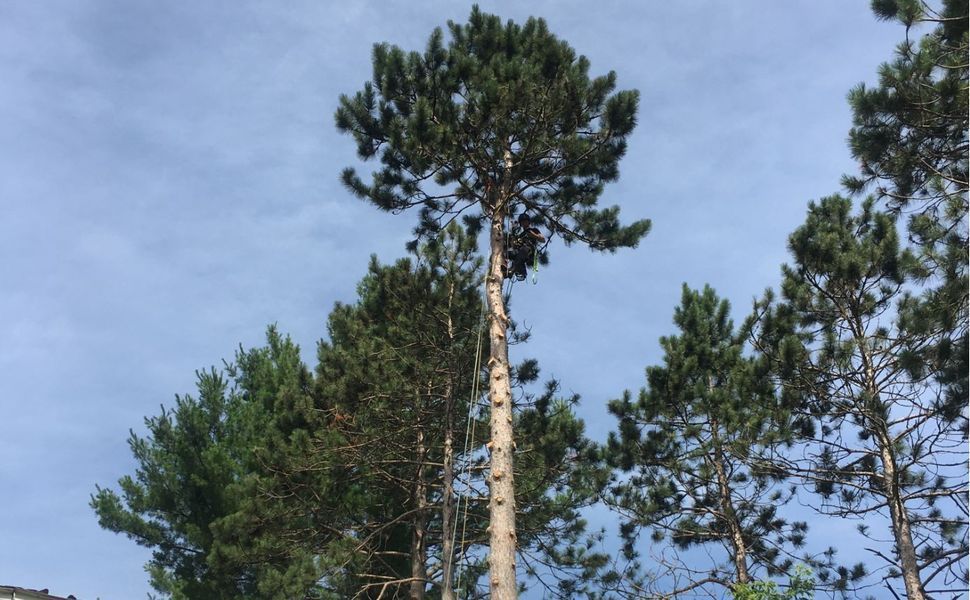 A group of pine trees against a blue sky.