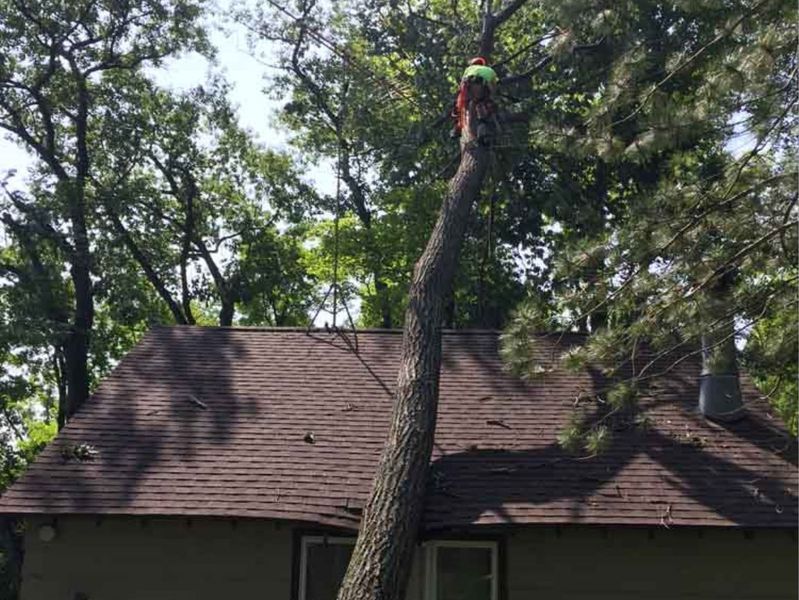 A man is climbing a tree in front of a house.
